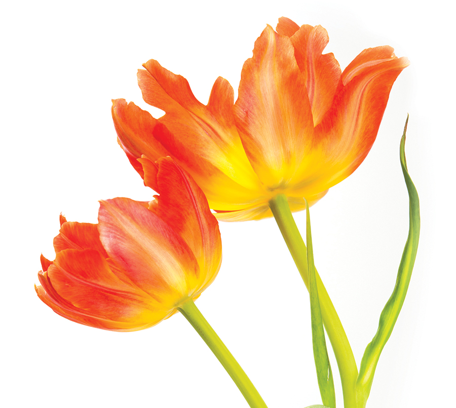 Two vibrant  spring  fancy yellow and orange tulips arranged against a white background.
