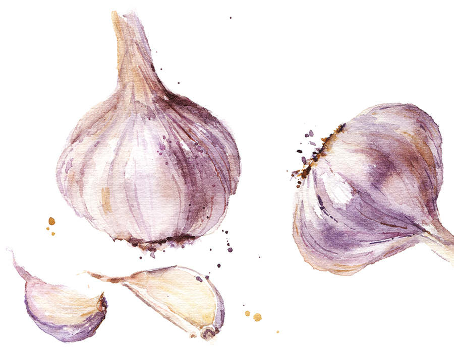 A garlic isolated on white background, watercolor illustration