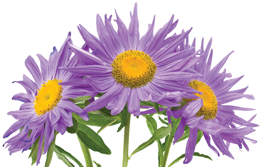 close-up three violet asters, isolated on white