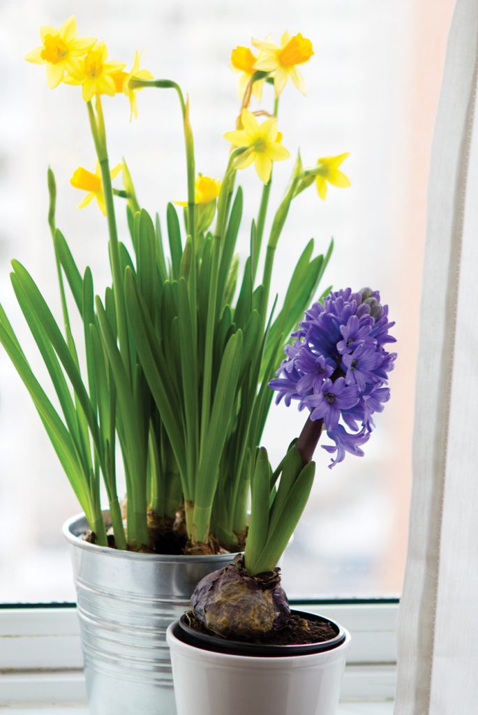 hyacinth and daffodils flower on window sill in early spring