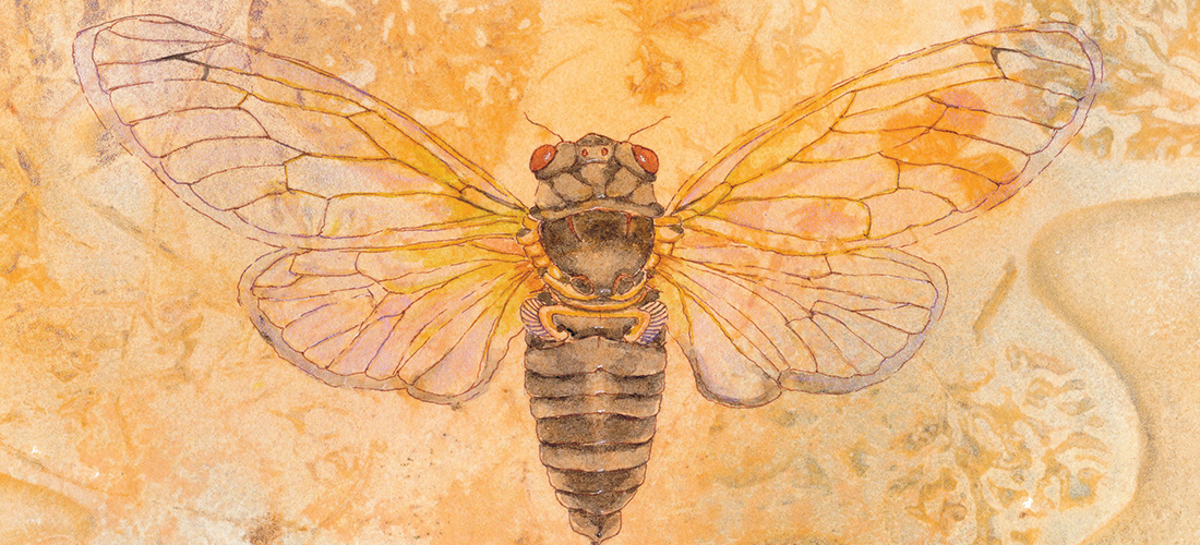 Cicada, 8 x 10 inches, watercolor and ink